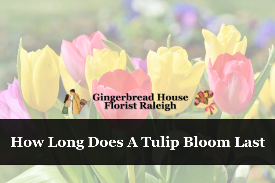 How Long Does A Tulip Bloom Last