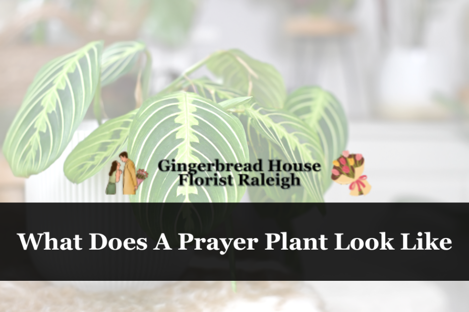 What Does A Prayer Plant Look Like